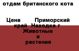 отдам британского кота › Цена ­ 1 - Приморский край, Находка г. Животные и растения » Отдам бесплатно   . Приморский край,Находка г.